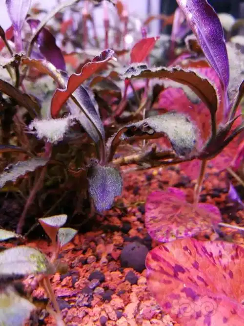 黑毛藻克星疗效