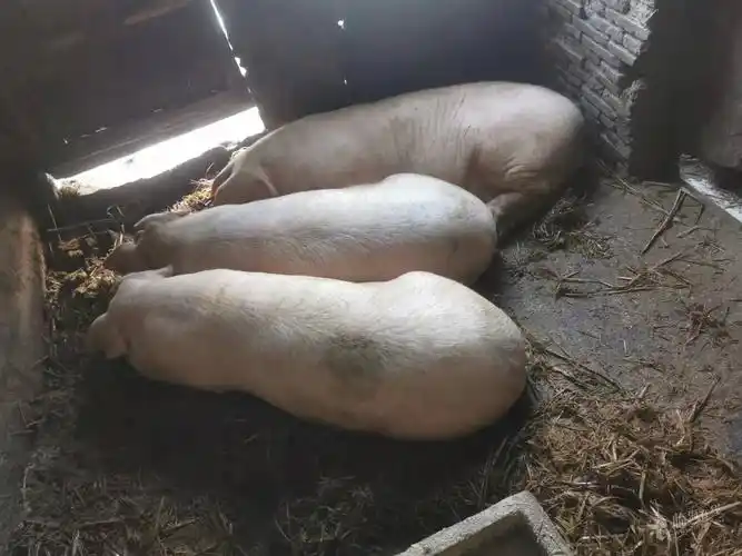 乡下家养土猪三头,有需要的老板吗,18358697369,商业