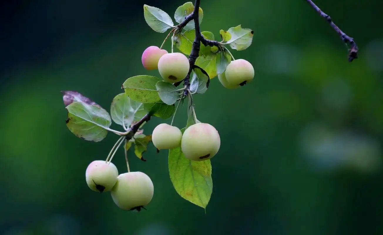 西府海棠果,挂满树枝头