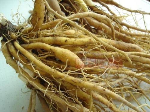 新鲜黄花菜根 金针根 萱草根 益qi补xue和血通mai 炖猪脚下奶500g