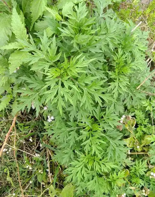 r. ling)是菊科蒿属半 a href="#">灌木 /a>状草本植物. /p>