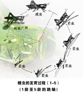 蝗虫的食用方法和药用价值