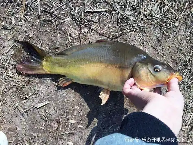 东北的散鳞镜鲤鱼.