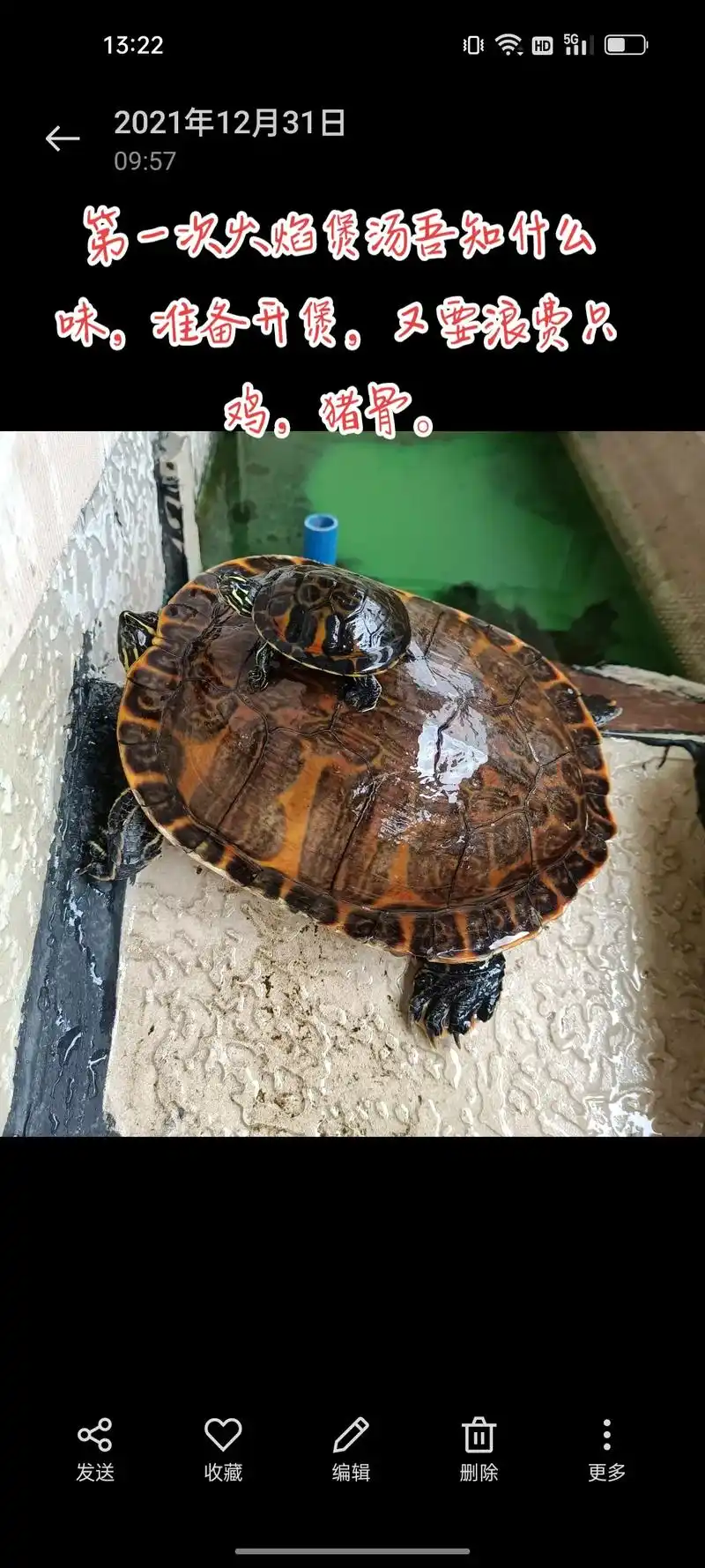 养龟日常 #不负每一份热爱 #火焰龟97 #舌尖上的美食  - 抖音