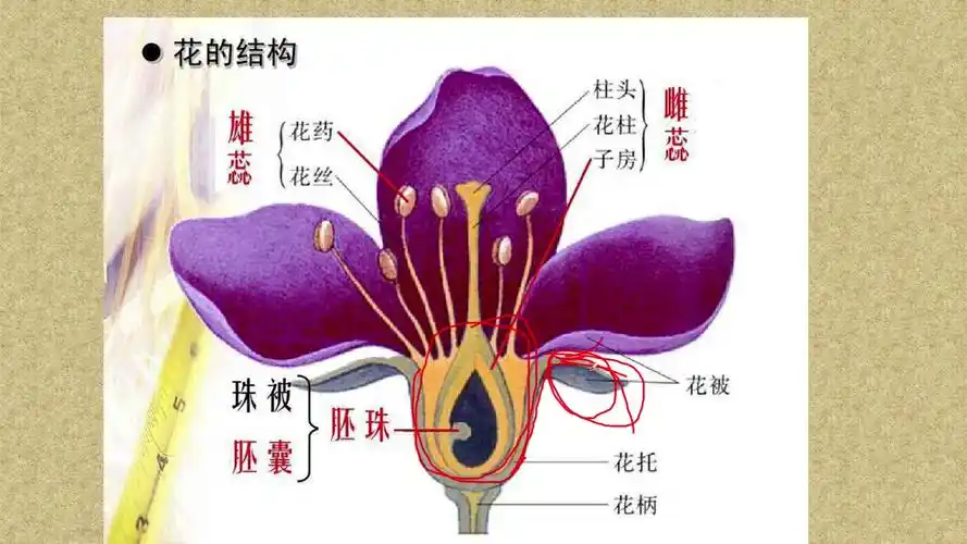 高中的小伙伴们忘了花的结构?