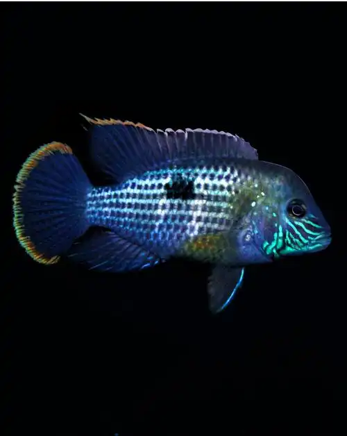 族萃热带观赏鱼红尾皇冠蓝宝石蓝面财神地图鹦鹉活体大型混养鱼慈鲷鱼