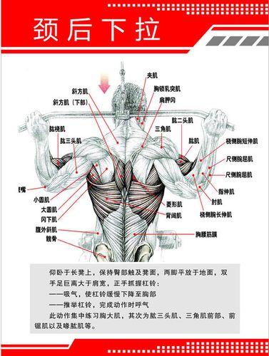 717海报印制展板写真喷绘贴纸116健身房肌肉挂图4颈后下拉