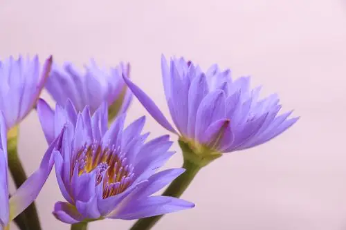 常见的睡莲呈紫色与黄色.