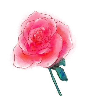 手绘水彩唯美玫瑰花插画