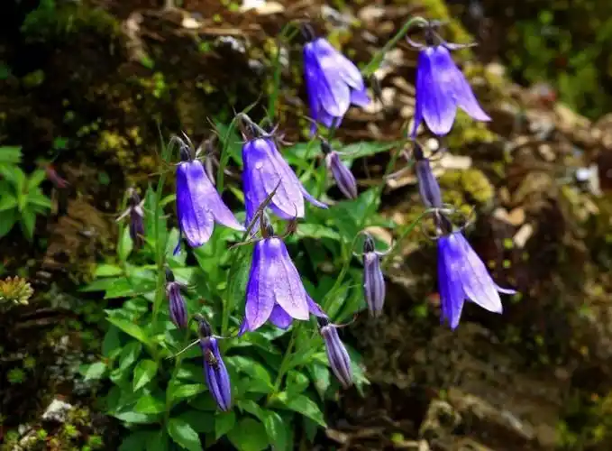 日月峡中草药:南沙参