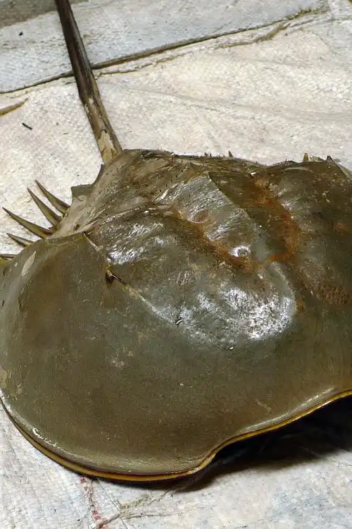 周末休闲推荐:逛海鲜市场 吃海鲜大餐=超低人均消费(下)