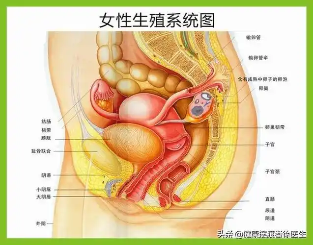 肚脐眼下面痛怎么办