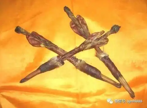 梅花鹿鞭和马鹿鞭对比,哪个好都有什么效果呢