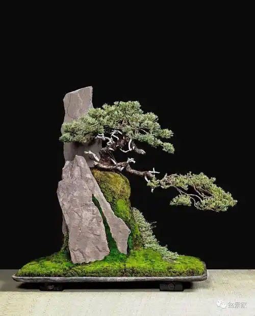 树石:野趣横生_盆景_树木_山石