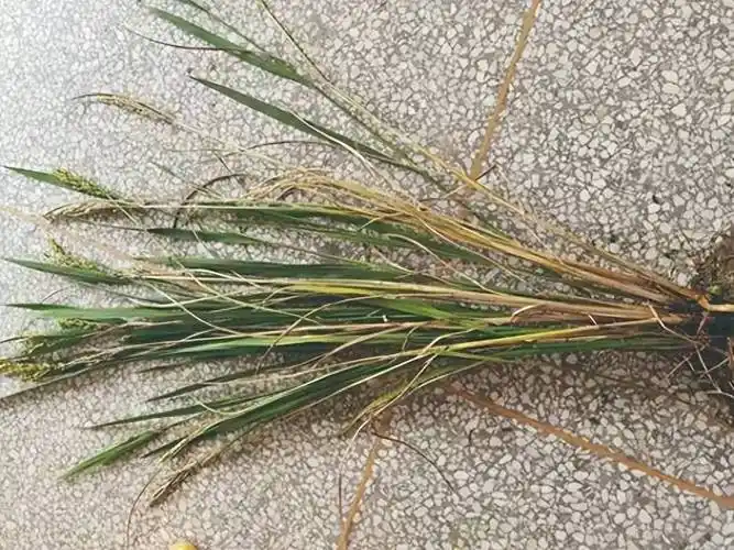 稻子青枯死了,细菌性基腐病显症_笔者_防治_网友