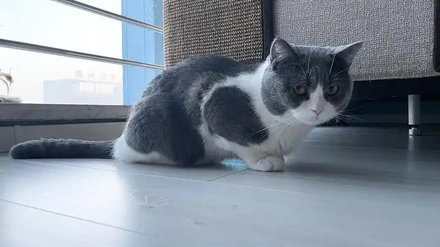 我已经搜索好几天了,不知道这个算不算母鸡蹲,我家