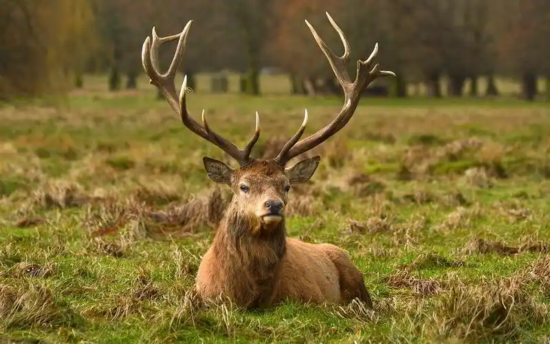 野生麋鹿图片-麋鹿图片壁纸大全