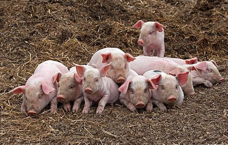 猪易原创_财经_猪e网