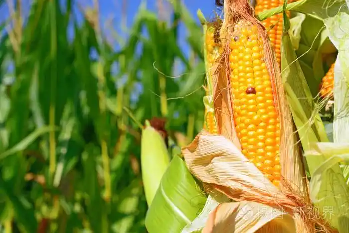熟玉米的乡村景观