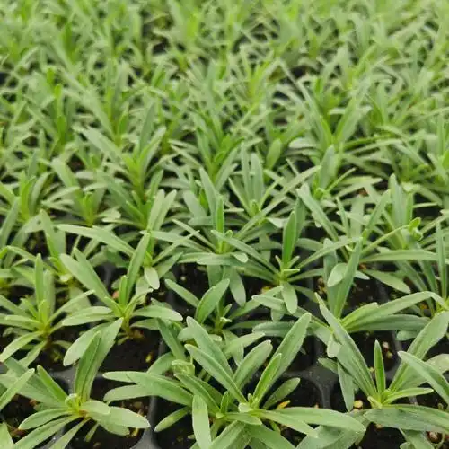 满天星小苗重瓣伊洛洛斯组培苗星空白花店客厅绿植