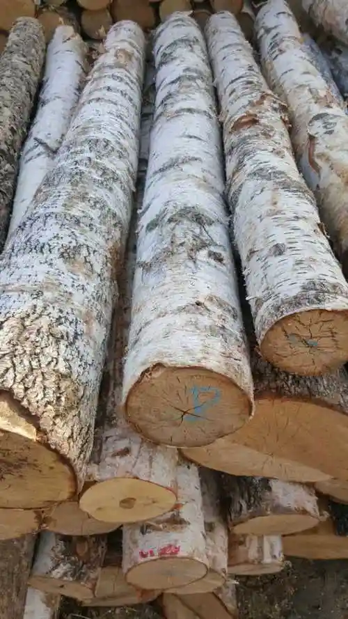 专业生产东北桦木原木工程建筑骨架用原木桦木家具