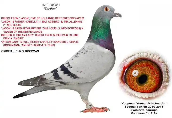 考夫曼布洛瓦npo全国冠军半弟"瓦丹" - 安徽禄祺鸽苑