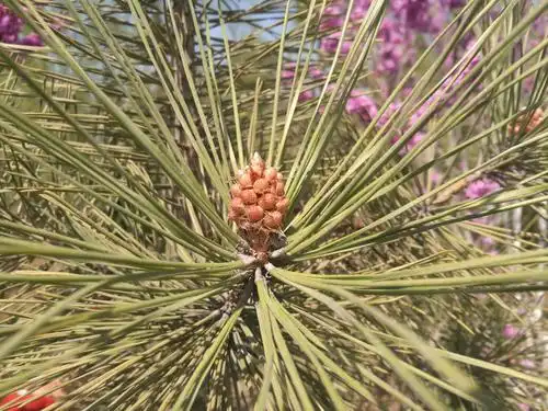 松树结下松子,正在孕育果实.