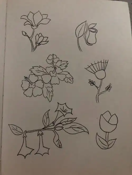 简笔画60/植物篇/花卉