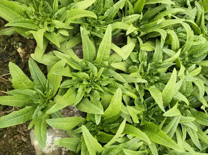 洪家大棚油麦菜第三次农药减量35% 激健喷洒第4天