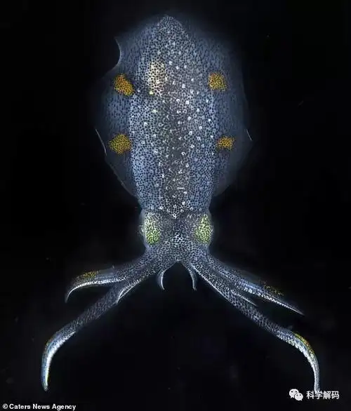 摄影师潜水拍摄奇怪的海洋生物真的很漂亮唉