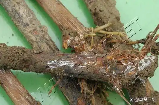 葡萄白纹羽根腐病的危害?土传管家专业预防根腐病,死苗,兰苗!