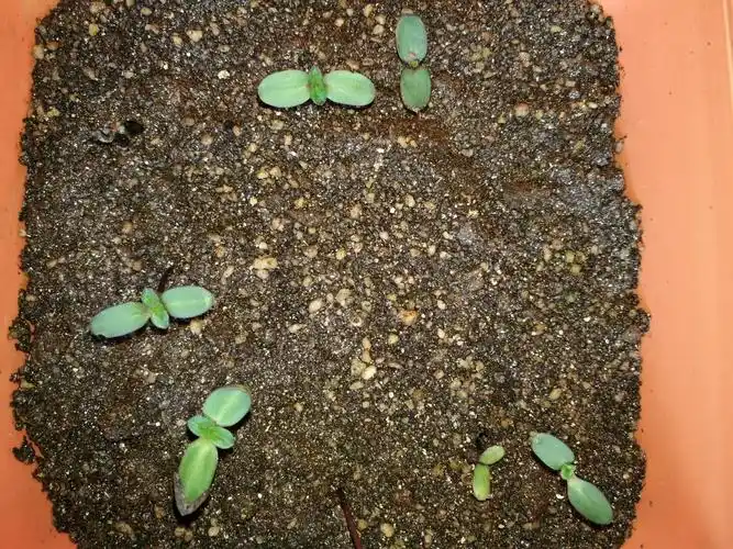 矮向日葵成长记