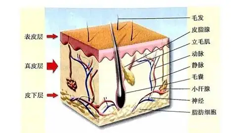 《连根拔起的毛囊恐怖啦!金紫雨11年专注发健康加盟告您这不可能!》
