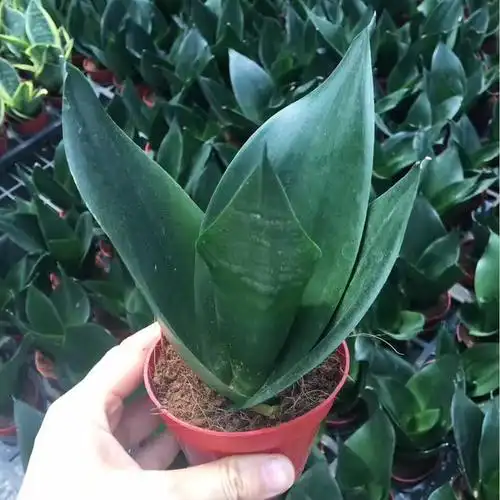 【基地直供】吸甲醛盆栽 观赏花卉 室内植物 虎皮兰 90#黑钻