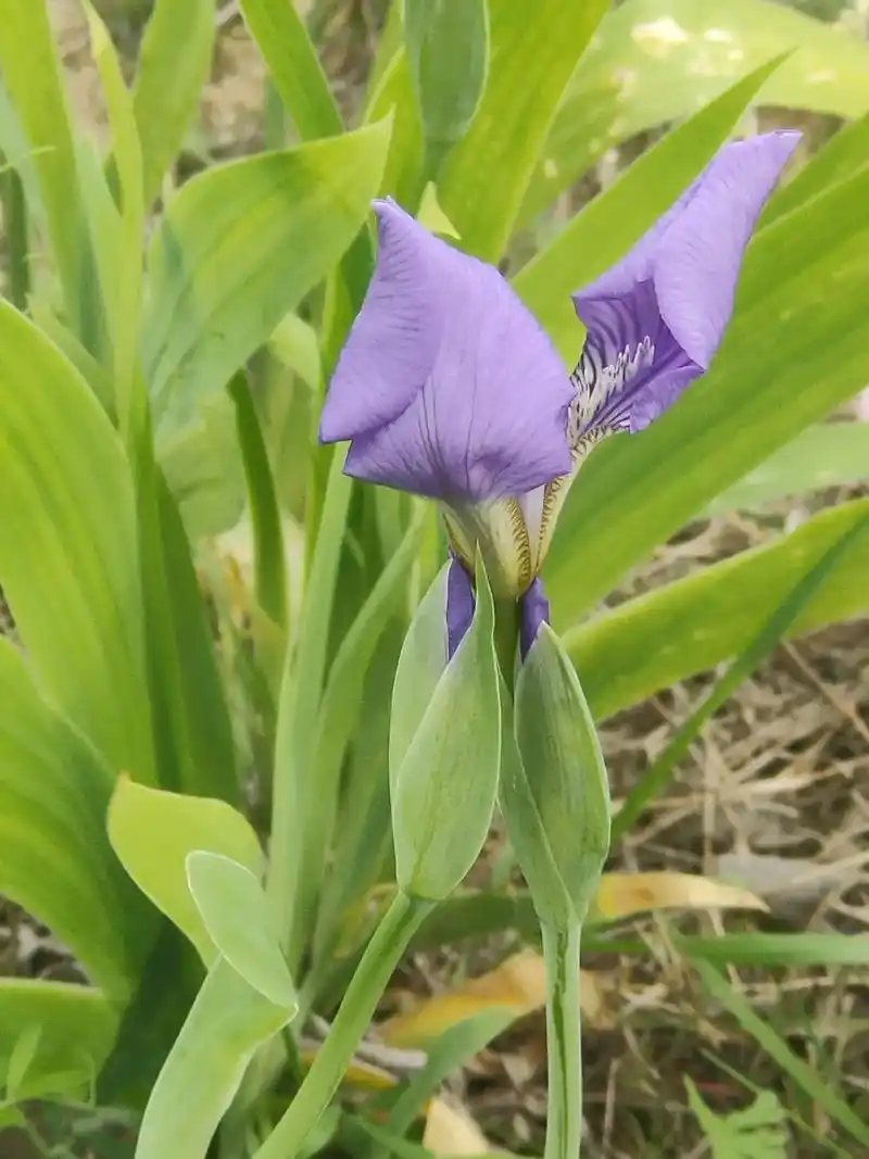 洪泽——湖畔鸢尾花开了……鸢尾花又名蓝蝴蝶,法国国花.