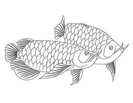 儿童简笔画巨骨舌鱼图片