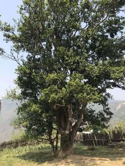 干货丨关于云南野生红茶,您必须知道的知识