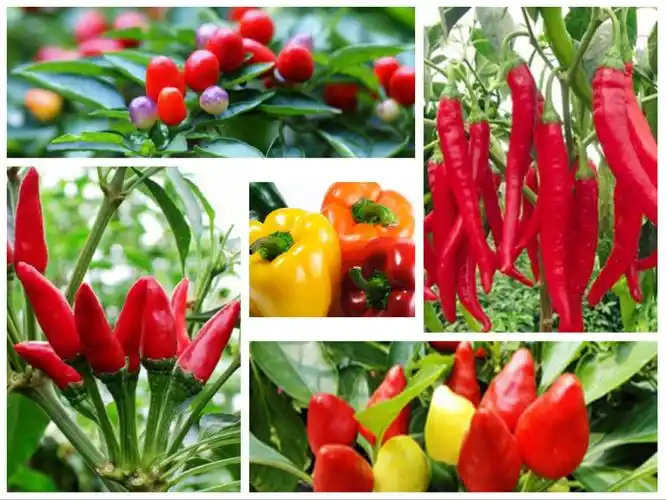 再来了解下辣椒的品种,分别有灯笼椒,长辣椒,簇生椒,圆锥椒,樱桃椒