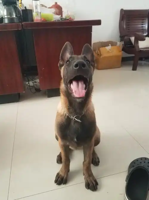 转让三个月马犬