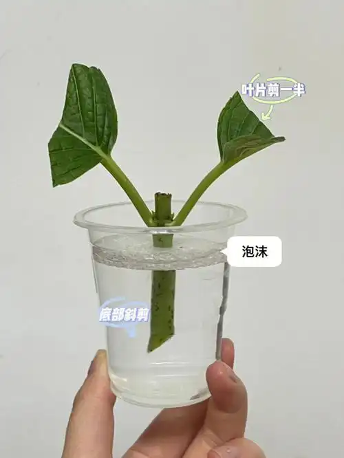 新的一年一起来扦插绣球吧