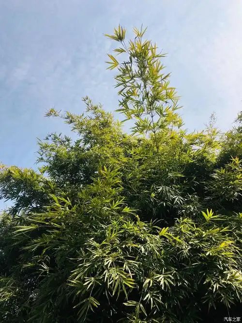 晴景悠扬三月天,竹林大汉随拍