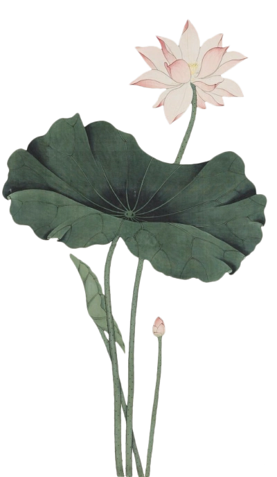 工笔画配景素材—植物