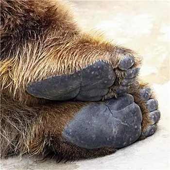 动物脚图片_动物脚高清图片大全_动物脚图片下载