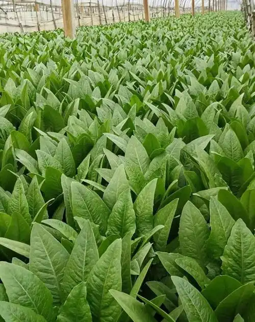 陈超种植的大棚油麦菜