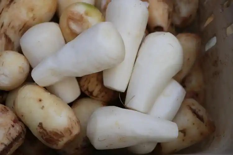 芋头- 优质问答专区