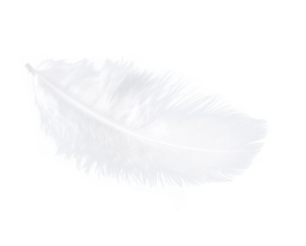 白色羽毛图片