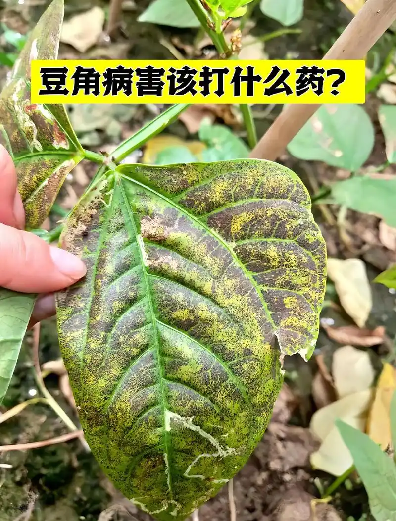 豆角病害打什么药?豆角病害多发,炭疽,锈病,叶斑混合发生,到 - 抖音
