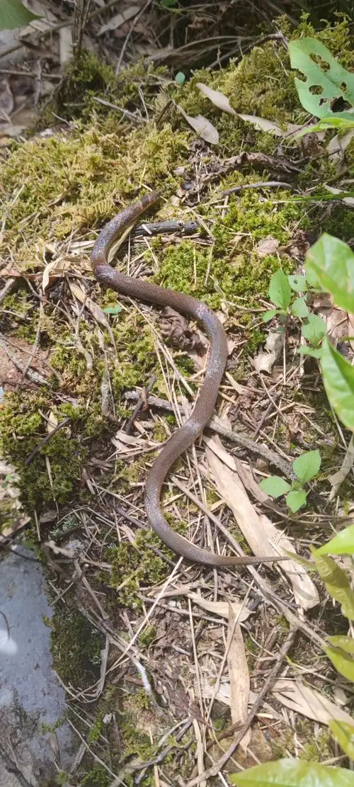 江西武夷山国家级自然保护区福建颈斑蛇