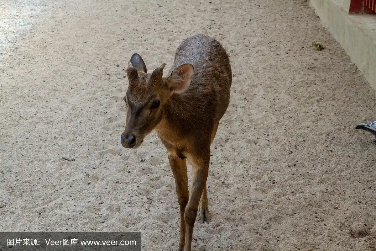 动物园,鹿,可爱的,宠物,自然