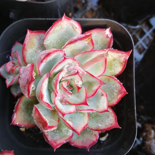 月光女神绿野仙踪多肉植物秋季冬季阳台庭院家庭绿植园艺绿植